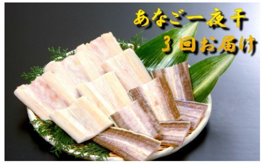 【定期便】あなご一夜干3回お届け定期便【穴子 国産 一夜干し 干物 あなご 大田市 アナゴ】島根県大田市60000魚介・海産物うなぎ