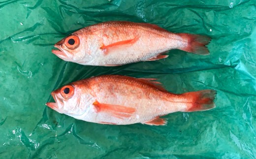 TCYIɏ̂ǂig攭jŷǂ ނ mhO 2   { Y  n g VN ① mt[Y  Gߌ csz