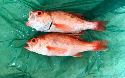 大サイズ!極上のどぐろ(水揚げ次第発送)【のどぐろ あかむつ ノドグロ 2尾 魚 さかな 旬 国産 高級魚 地魚 水揚げ直後 新鮮 冷蔵 ノンフローズン お取り寄せ 季節限定 大田市】島根県大