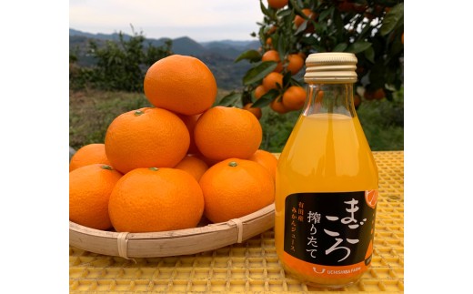 M082 まごころ搾りたて有田産みかんジュース180ml 12本入和歌山県13000お茶・飲料果汁・野菜飲料
