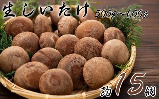 生椎茸(約500〜600g、15個程度)千葉県銚子市11000野菜・きのこきのこ