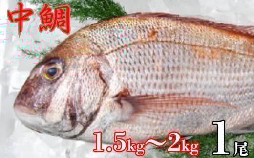 中鯛(1.5kg〜2kg)一尾千葉県銚子市25000魚介・海産物鮮魚