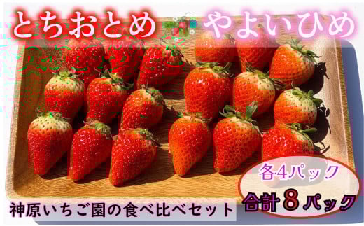 先行予約 いちご  とちおとめ やよいひめ  2種類 約2kg 250g × 8パック 各4パック 食べ比べセット いちご 食べ比べ セット 食べくらべ こだわり 新鮮 朝摘み 朝採り 産直 産地直送 安心安全 果物