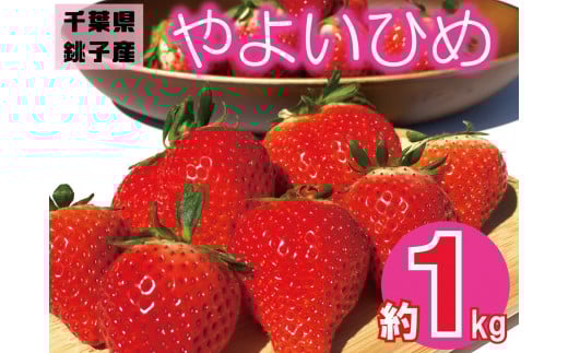 s\  悢Ђ 1kg i250g×4pbNj  Xgx[ ʕ t[c W P[L [[ W[X 啟 䕑啟 t[cTh V[gP[L E VN Y S