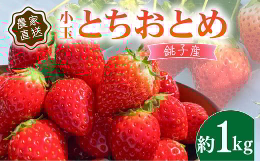  1kg ƂƂ   250g × 4pbN  VN E ̂ Y Yn SS ʕ t[c  Mtg v[g   W V[gP[L ooA ^