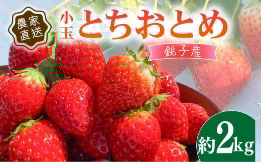  2kg ƂƂ  250g × 8pbN  VN E ̂ Y Yn SS ʕ t[c  Mtg v[g   W V[gP[L ooA ^