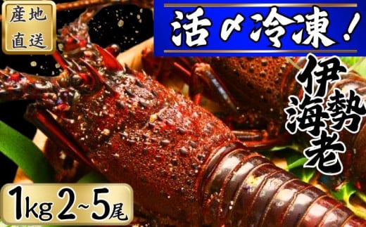 【漁師直送/活〆冷凍】 冷凍 伊勢海老 (1kg/2〜5尾)  銚子港 水揚げ  魚介 海鮮 急速冷凍 冷凍伊勢海老 冷凍 伊勢エビ いせえび 海老 エビ ハーフカット  バーベキュー 簡単調理 お祝