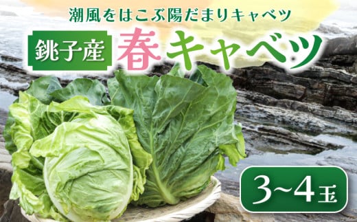 【先行予約】 春キャベツ 3〜4玉  数量限定 期間限定 旬の野菜 旬の味覚 春の風物詩 甘い キャベツ 生食 千切り 生野菜 サラダ コールスロー 野菜炒め 回鍋肉 ロールキャベツ 焼きそば お好
