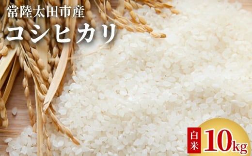 【2週間以内発送】コシヒカリ 令和7年産 茨城県 常陸太田市産 コシヒカリ(10kg)|こしひかり 米 こめ コメ お取り寄せ 米どころ 茨城県産 贈答 人気 ランキング ごはん 贈り物 10キロ 風味