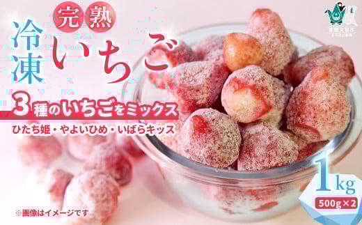 【冷凍いちご 1kg(500g×2袋)】土耕栽培にこだわる農薬減量栽培 | いちご いばらキッス ひたち姫 やよいひめ フルーツ 苺 イチゴ  果肉  まろやかな  品質 健康 果物 デザート 美容 おやつ