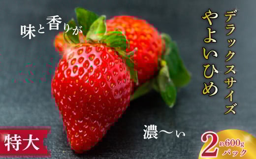 y2026N s\zEfbNXTCY 嗱 悢Ђ 2pbN | C`S  wR  嗱  fbNX   { Nx t[c VN ̂ ̂ꂽ TCY