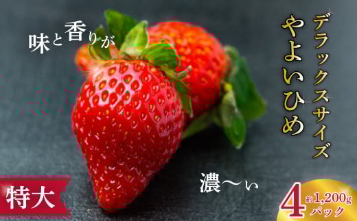 【2026年 先行予約】大粒苺 特大・デラックスサイズ やよいひめ 4パック|大粒 特大 デラックス いちご  フルーツ 苺 イチゴ  香り 高級 贈答 贈り物 プレゼント 新鮮 朝採れ サイズ 大きい 果