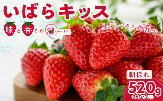 【2026年 先行予約】いちご いばらキッス 約260g×2パック 1箱 | 苺 イチゴ いちご 檜山いちご園 新鮮いちご 大粒 いちご いばらキッス ひたち姫 やよいひめ フルーツ 旬 産地 直送 フレッシュ