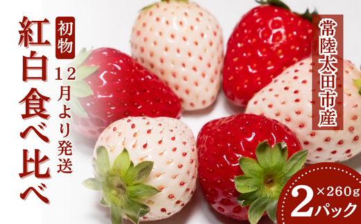 ys\/2026Nz gHה (2pbN×1)  IWiis2025N12tbN  嗱  C`S  ΂LbX ЂP 悢Ђ I