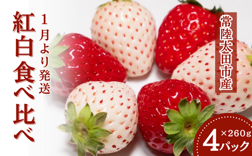 【2026年 先行予約】いちご紅白食べ比べ(4パック×1箱)【檜山いちご園 香り 大粒 いちご 白いちご いばらキッス ひたち姫 やよいひめ 厳選 フルーツ 苺 イチゴ  新鮮 朝採れ 糖度 酸味 バラン