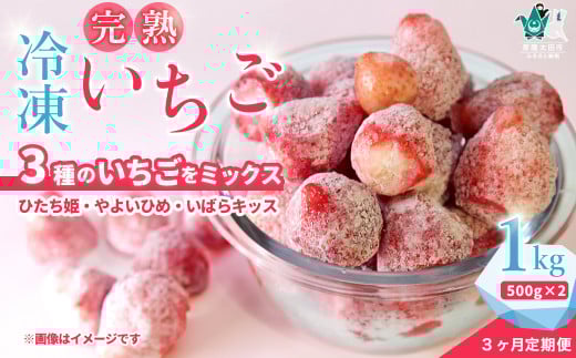【定期便3回】 冷凍いちご 1kg(500g×2袋)×3か月 土耕栽培にこだわる農薬減量栽培【茨城県 常陸太田 いちご いばらキッス ひたち姫 やよいひめ フルーツ 苺 イチゴ 果肉 まろやかな 品質