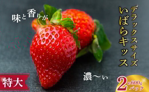 【2026年 先行予約】大粒苺 特大デラックスサイズ いばらキッス 2パック | 大粒 特大 デラックス いちご フルーツ 苺 イチゴ 新鮮 朝採れ サイズ 大きい 大粒 特大 果肉 かため 日持ち 甘味 品