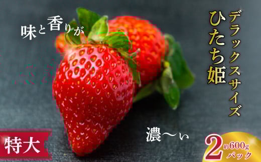 【2026年 先行予約】特大・デラックスサイズ苺 ひたち姫 2パック|  苺 イチゴ いちご 檜山いちご園 香り 大粒 特大 デラックス 高級 特別 旬 鮮度 フルーツ 新鮮 朝採れ 採れたて サイズ 大き