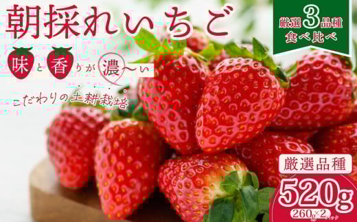 【2026年 先行予約】【いちご3種 食べ比べ】 いちご2パック×1箱  |  苺 イチゴ いちご  香り 大粒 いばらキッス ひたち姫 やよいひめ 厳選 フルーツ 新鮮 朝採れ 採れたて フレッシュ 旬 鮮度
