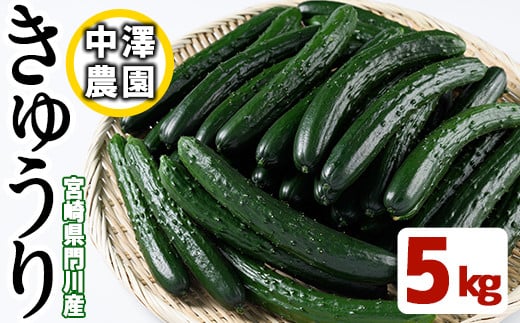 宮崎県産きゅうり(5kg)野菜 やさい 旬 新鮮 サラダ キュウリ 胡瓜 冷蔵 宮崎県産【NS-1】【中澤農園】宮崎県門川町10000野菜・きのこその他 野菜
