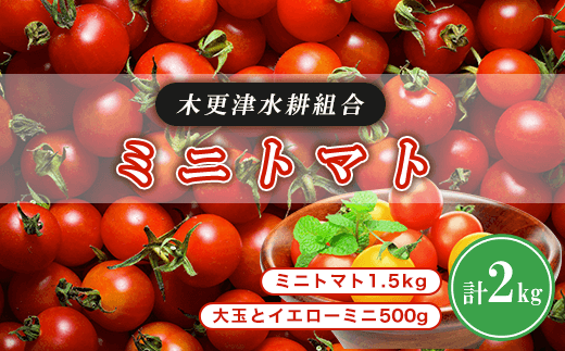 KBD001 ミニトマト1.5kg 大玉とイエローミニ500g 計2kg<木更津水耕組合> ミニトマト 千葉県 木更津 千葉県木更津市10000野菜・きのこトマト