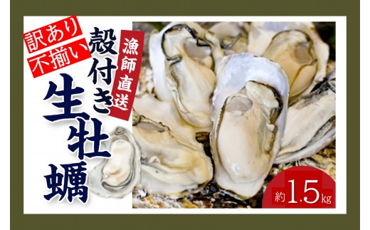 ★先行予約★《訳あり・不揃い》殻付き生牡蠣 1.5kg 【漁師直送!】冷蔵配送兵庫県相生市8000魚介・海産物貝類