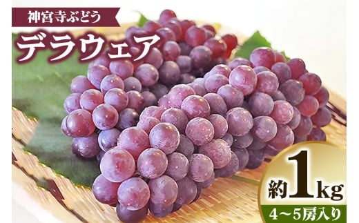 [s\] _{Ԃǂ (fEGA) 1kgbuhE   ʕ t[c [0219]{s8000ʕEt[c}XJbgEԂǂ