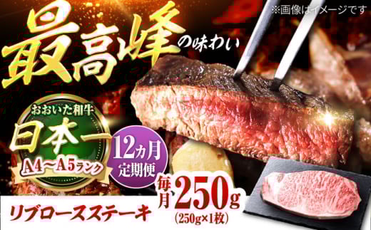 yS12ցza u[XXe[L 250g(250g×1) cs / OTOGINO@ a ɂ[AREF141]啪cs168000