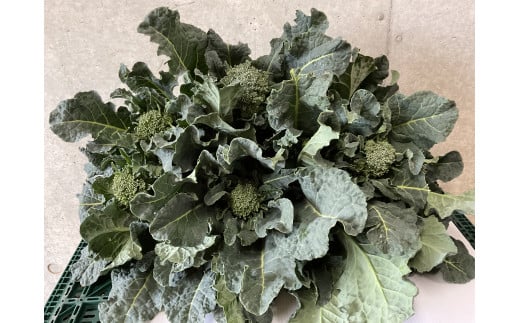 寒さで糖度が グッ と上がった春の茎ブロッコリー「アレッタ」(1,300g) from 名水の里 神奈川県秦野市 006-34-1神奈川県秦野市8000野菜・きのこその他 野菜