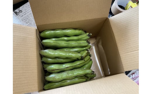 【  え?関東圏限定 当日出荷当日到着 なの?】”みずみずしい”プレミアム そら豆(約2000g)from 名水の里 神奈川県秦野市  人数目安:2〜4名    そら豆 そらまめ ソラマメ 野