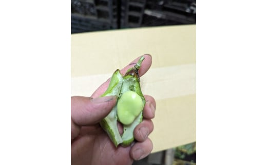 【訳あり? 】”みずみずしい”1粒 そら豆(1800g) from 名水の里 神奈川県秦野市   そら豆 そらまめ ソラマメ 野菜 農作物 産地直送 農家直送 おつまみ おやつ ゴールデンウィー