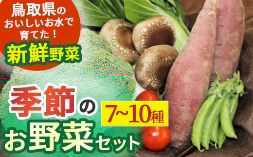 季節のお野菜セット(7〜10種)  野菜 やさい 国産野菜 野菜便 野菜詰め合わせ 季節野菜 フレッシュ野菜 旬の野菜  鳥取県産品鳥取県倉吉市11000野菜・きのこその他 野菜