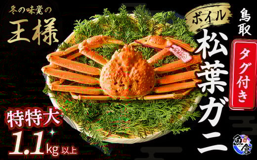 今だけ限定価格!【11月より値上げ】【先行予約】【魚倉】タグ付きボイル松葉ガニ(特特大1.1kg以上)冷蔵 カニ ボイル 松葉ガニ タグ付き 新鮮 カニ爪 ズワイガニ ずわいがに 期間限定 国