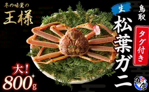 今だけ限定価格!【11月より値上げ】【先行予約】【魚倉】タグ付き生松葉ガニ(大800g) 松葉ガニ 生 カニ ズワイガニ カニ爪 タグ付き 冷蔵 かにしゃぶ 刺身 限定価格 限定寄付額 値上対象