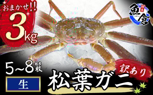 今だけ限定価格!【11月より値上げ】【魚倉】松葉がに 生 おまかせセット 3kg 訳あり 松葉ガニ カニ ズワイガニ カニ爪 冷蔵 かにしゃぶ カニ刺身 ずわいがに わけあり 期間限定 国産 限定価