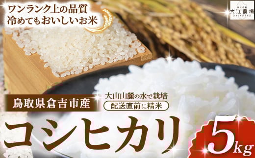 ※1月配送分【令和7産米】倉吉市産 コシヒカリ 5kg ( 大江農場 数量限定 令和7年産米 精米 お米 米 こめ コメ 白米 こしひかり コシヒカリ ブランド米 )鳥取県倉吉市16000米・パン白米