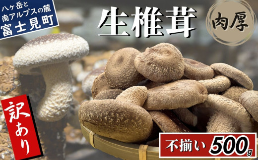 󂠂   500g xR[炿 Y ̂ SS _sgp nEX͔| Fȍ `s ő MB쌧xm6500؁Ê̂