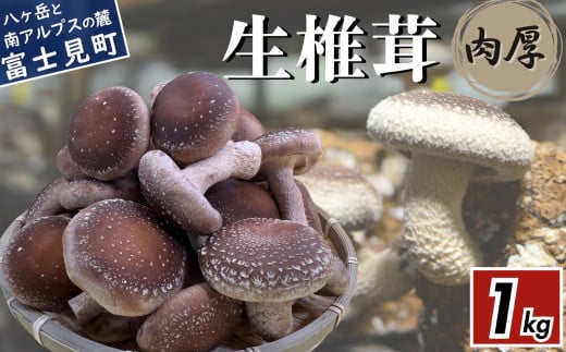 肉厚 生しいたけ 1kg 八ヶ岳山麓育ち 国産 朝採れ 安心安全 農薬不使用 ハウス栽培 芳醇な香り 椎茸 信州長野県富士見町10000野菜・きのこきのこ