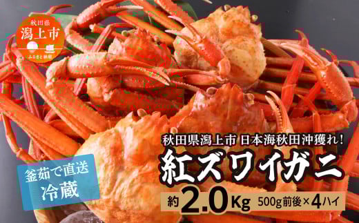 日本海沖産 紅ズワイガニ500g前後×4匹 約2.0kg/冷蔵 冷蔵 ズワイガニ 4匹 約 2.0kg 紅ズワイガニ ベニズワイガニ ずわい ズワイ蟹 ずわいがに ずわい蟹 姿 ボイル 訳あり 蟹 カニ かに 国産 蟹 不