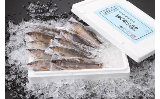 天然郡上鮎(中サイズ)岐阜県50000魚介・海産物鮮魚