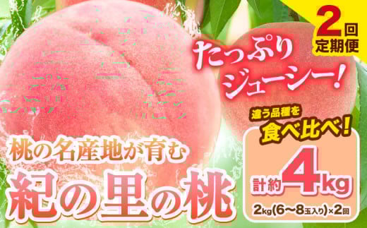 桃 和歌山県産 紀の里の桃【2回定期便】約2kg×2回 定期《2025年6月中旬-8月中旬頃出荷》 2025年 先行予約 紀の里の桃 白鳳 日川白鳳 なつっこ 清水白桃 川中島白桃 八旗白桃 和歌山 もも和歌山