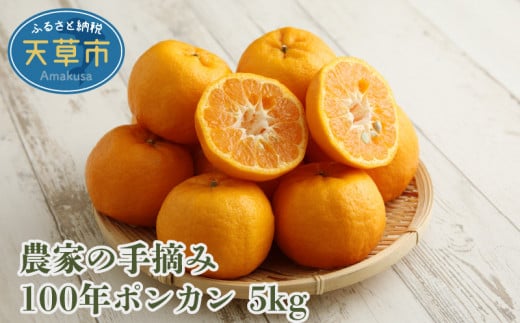 S040-007_農家の手摘み100年ポンカン 約5kg〈先行受付〉熊本県天草市13000果物・フルーツみかん・柑橘類