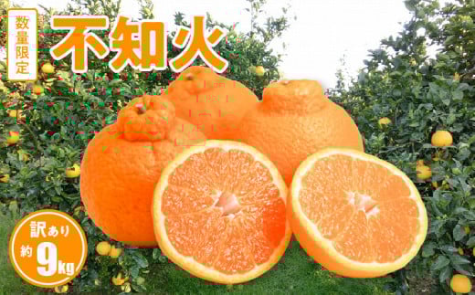 S086-007_訳あり 不知火 約 9kg 数量限定〈先行受付〉 数量限定 先行予約 訳あり 小ぶり フルーツ 国産 いでぽん 甘い ジューシー 柑橘類 果物 みかん 家庭用 爽やか 酸味 バランス 絶妙 果実 旬