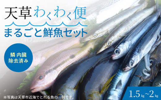 S059-017_【鱗 内臓 除去済み】 天草わくわく便 まるごと鮮魚セット熊本県天草市14000魚介・海産物