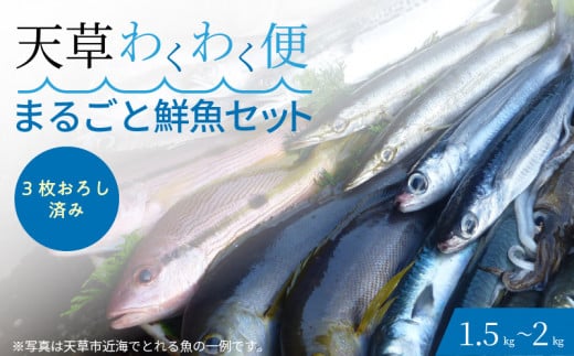 S059-018_【3枚おろし済み】 天草わくわく便 まるごと鮮魚セット熊本県天草市13000魚介・海産物