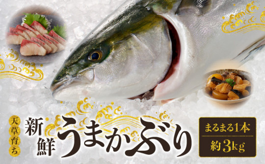 S137-008_【天草育ち】活じめ!新鮮うまかぶり まるまる1本!(内臓処理済)約3kg熊本県天草市34000魚介・海産物鮮魚