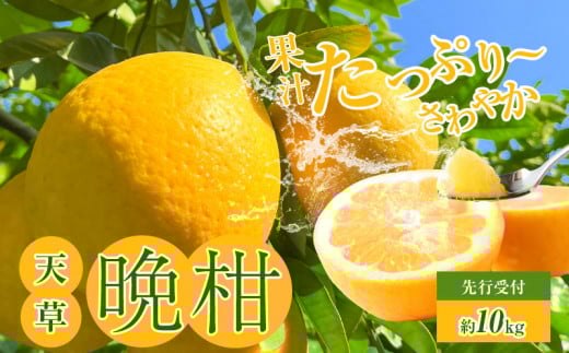 S149-002_あまくさ晩柑 約10kg【先行受付】熊本県天草市16000果物・フルーツみかん・柑橘類