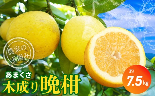 S040-023_【2026.3月発送】農家の手摘みあまくさ木成り晩柑  約7.5kg熊本県天草市13000果物・フルーツみかん・柑橘類