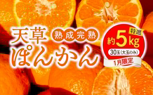 S117-007_香りを食す!熟成完熟天草ぽんかん 1月限定 特選約5kg(30玉)〈先行受付〉熊本県天草市16000果物・フルーツみかん・柑橘類