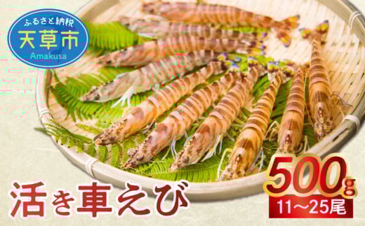 【鮮度抜群】厳選・幸福堂の活き車えび(500g)〈先行予約〉※全国_S005-001熊本県天草市22000魚介・海産物エビ